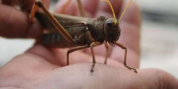 Alertan por una nueva invasión de enormes tucuras en el país