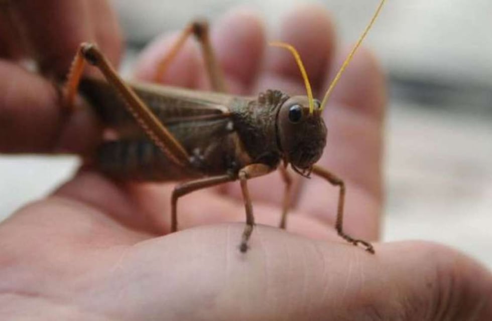 Detectaron el nacimiento de una plaga de tucura quebrachera y hay preocupación en Córdoba