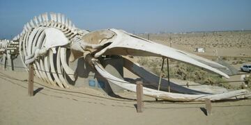 Esqueleto Ballena Fin