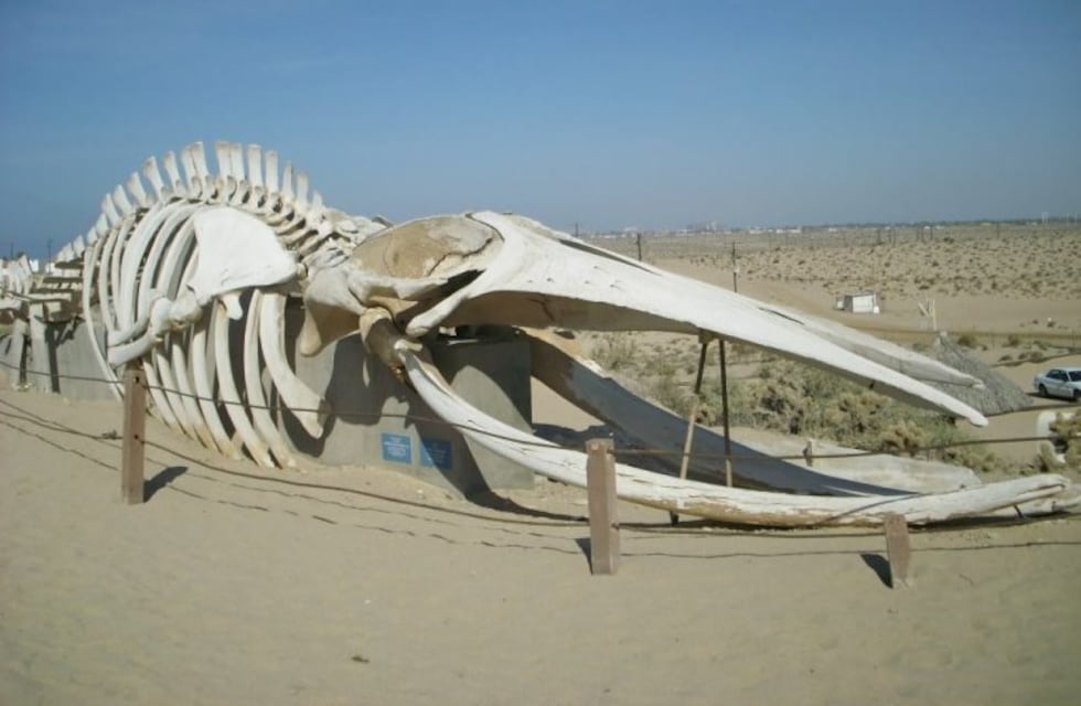 Río Grande restaura una de las ballenas más grandes del mundo