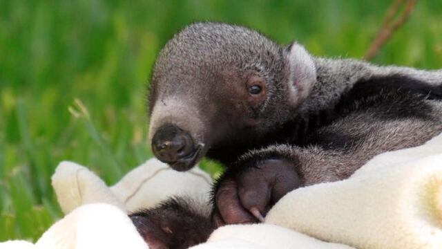 Una esperanzadora noticia podría llegar a los Esteros del Iberá.