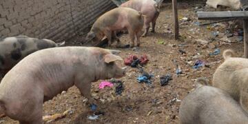 Ganadería envió al matadero a 31 animales que eran alimentados del basural