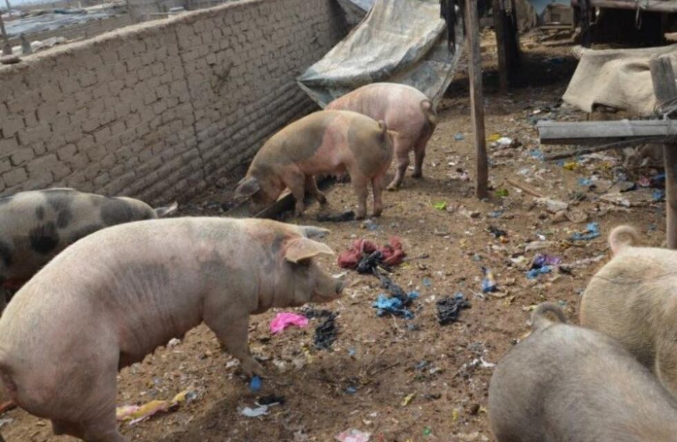 Triquinosis: 20 internados y una mujer habría muerto por esta enfermedad