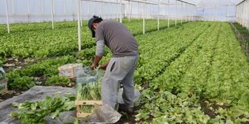 Producir hortalizas bajo cubierta