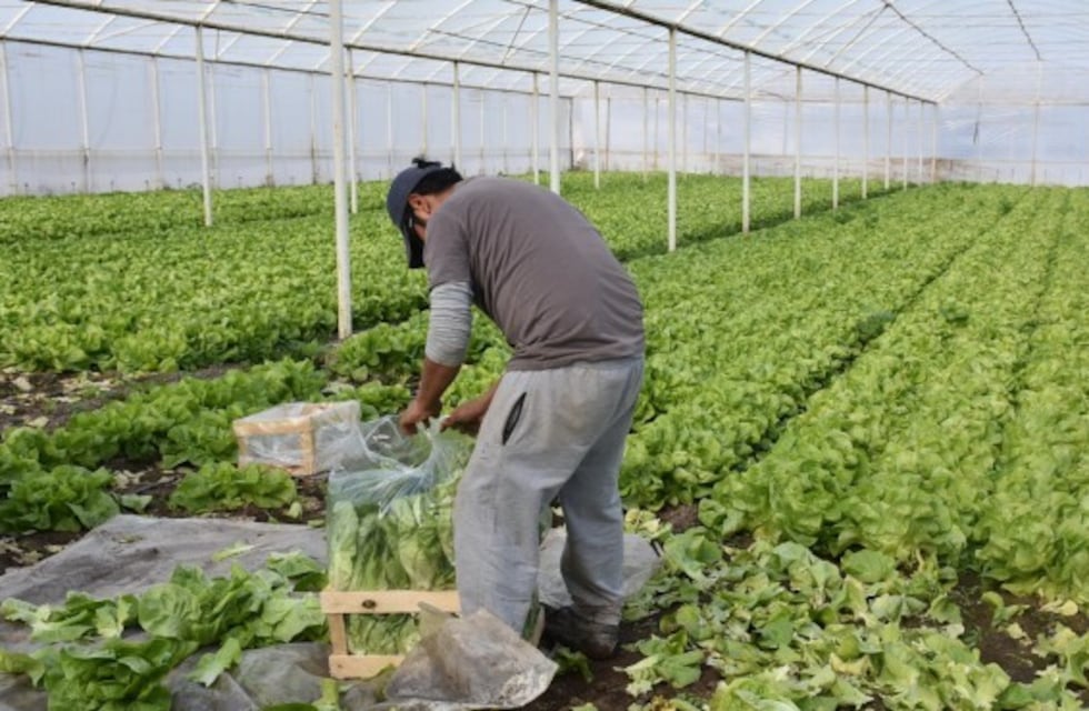 Productores hortícolas estudian otras maneras de producir a gran escala
