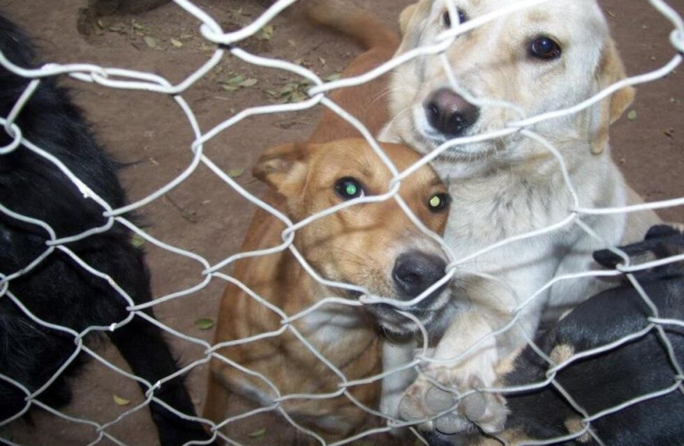 Jesús María: piden aumentar las castraciones gratuitas mensuales
