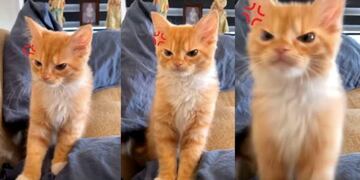 Gatito enojado