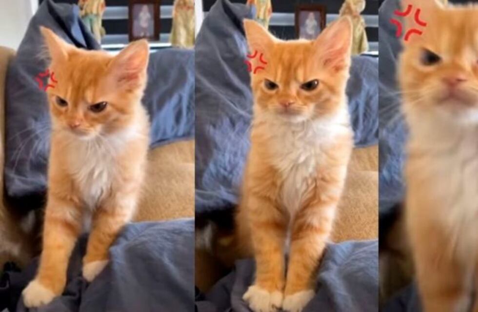Gato "malhumorado" se convierte en tendencia viral en redes sociales