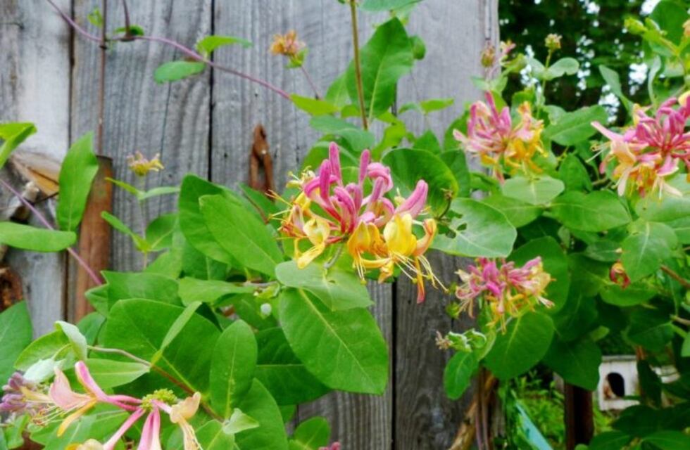 Por región: consejos para que tu jardín brille más que nunca