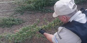 Marihuana en San Ignacio\u002E