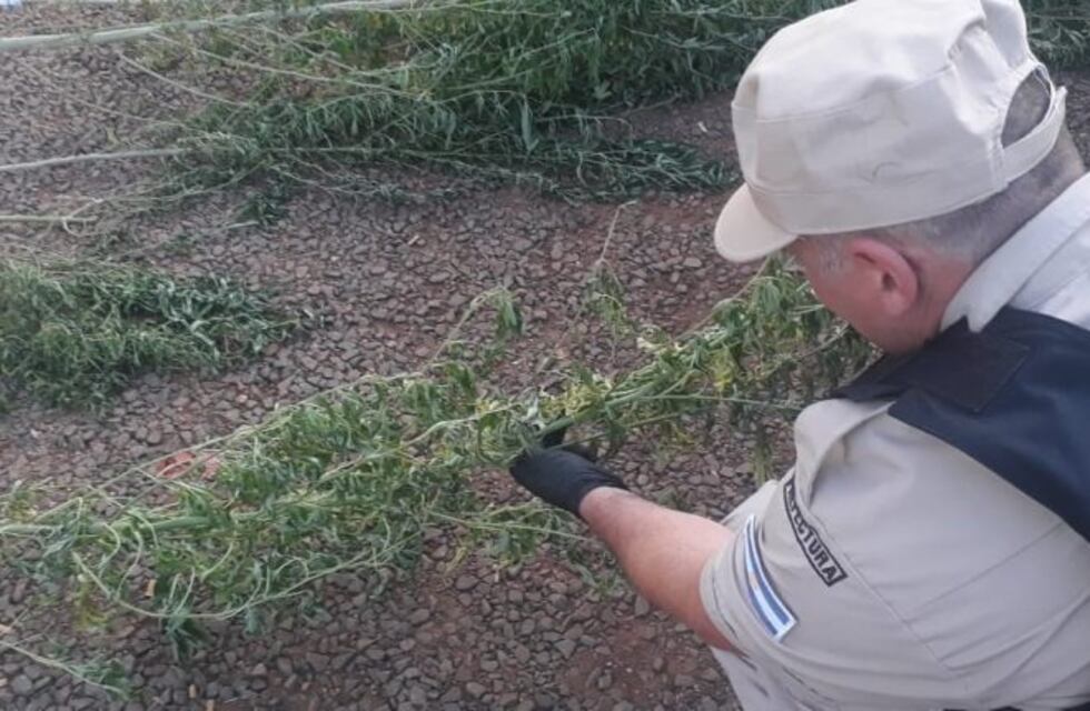 San Ignacio: Prefectura descubrió una enorme plantación de marihuana