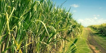 La molienda comenzó el 10 de abril en el Ingenio La Florida. Se espera que los demás ingenios inicien actividades en las próximas semanas.