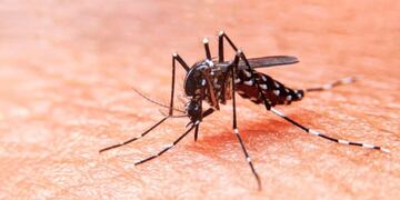 Dengue