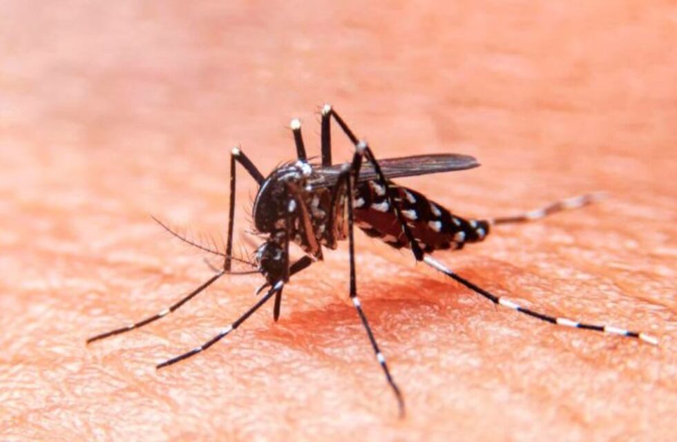 Dengue: Tucumán tiene 888 casos confirmados