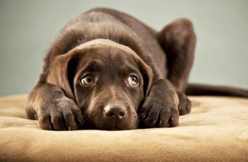 ¿Dónde castran mascotas esta semana?