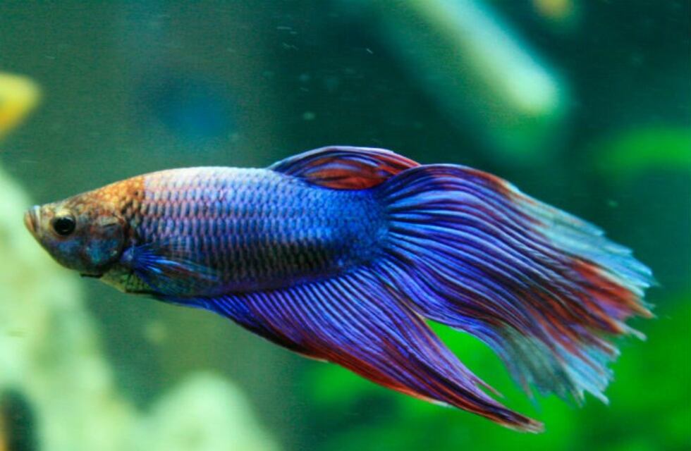Condenado a 120 días de cárcel por partir en dos un pez mascota