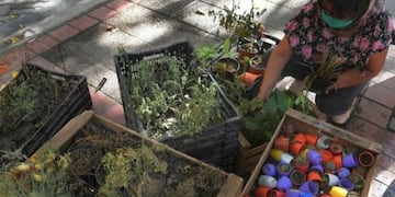 Flores comidas por las ratas