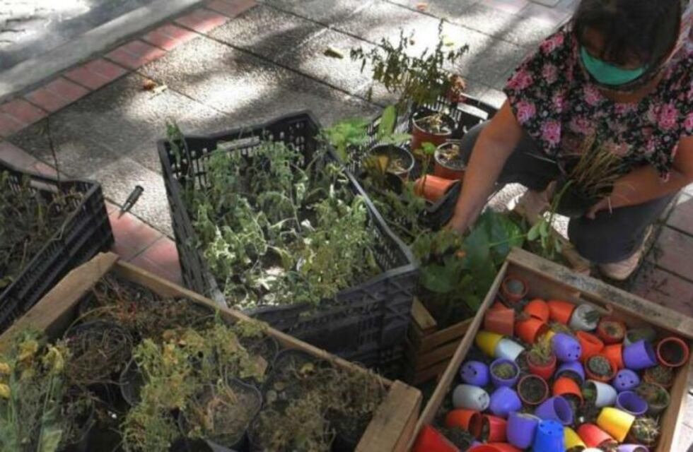 Las ratas arrasaron con un puesto de flores en pleno centro de Mendoza