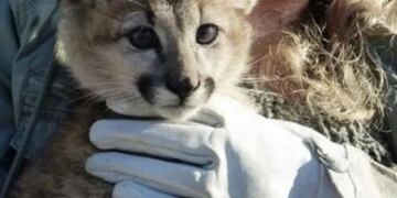 La puma bebé encontrada en plena calle en El Calafate será trasladada a Río Gallegos