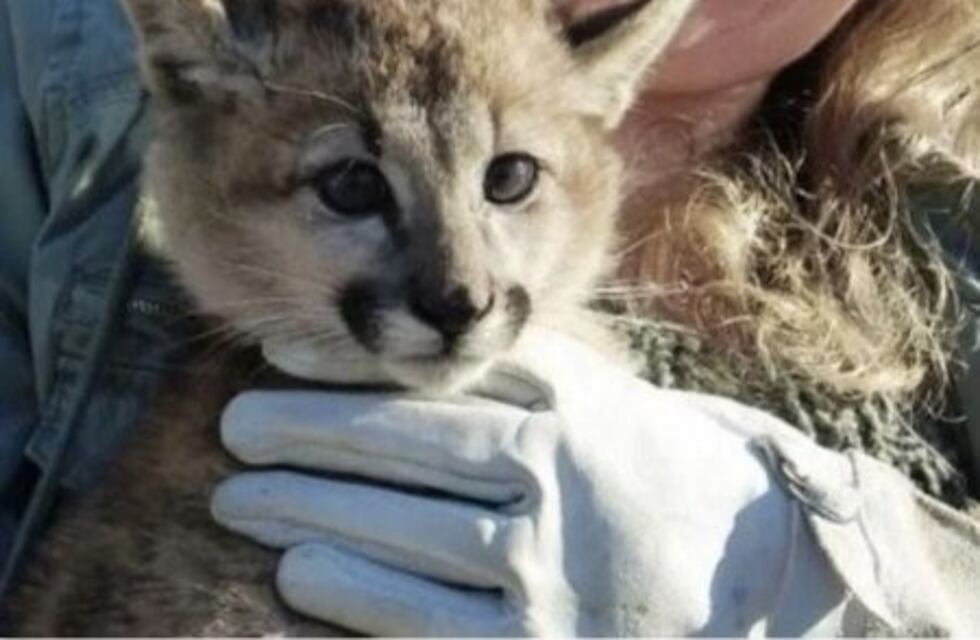 La puma bebé encontrada en plena calle en El Calafate será trasladada a Río Gallegos