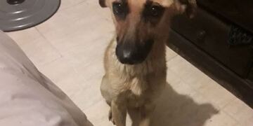 Sari, la perrita rescatada por Patitas de Perros de un maltrato desgarrador\u002E (Patitas de Perro)