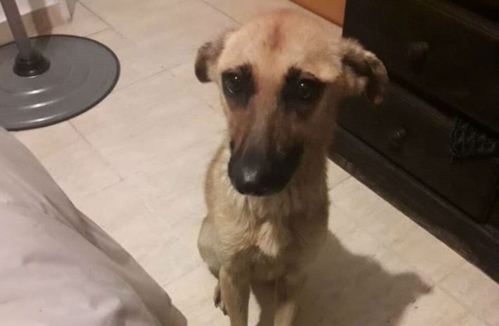 Ley Sarmiento: cuál es el alcance de la normativa que protege a los animales