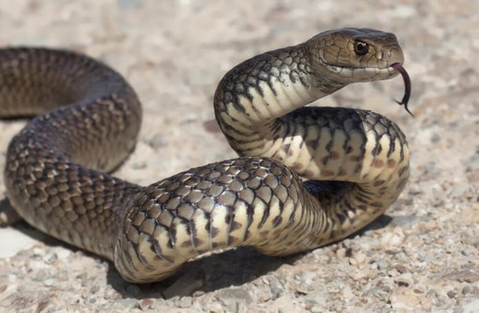 Tres nenes lucharon contra una serpiente gigante para salvar a su perro