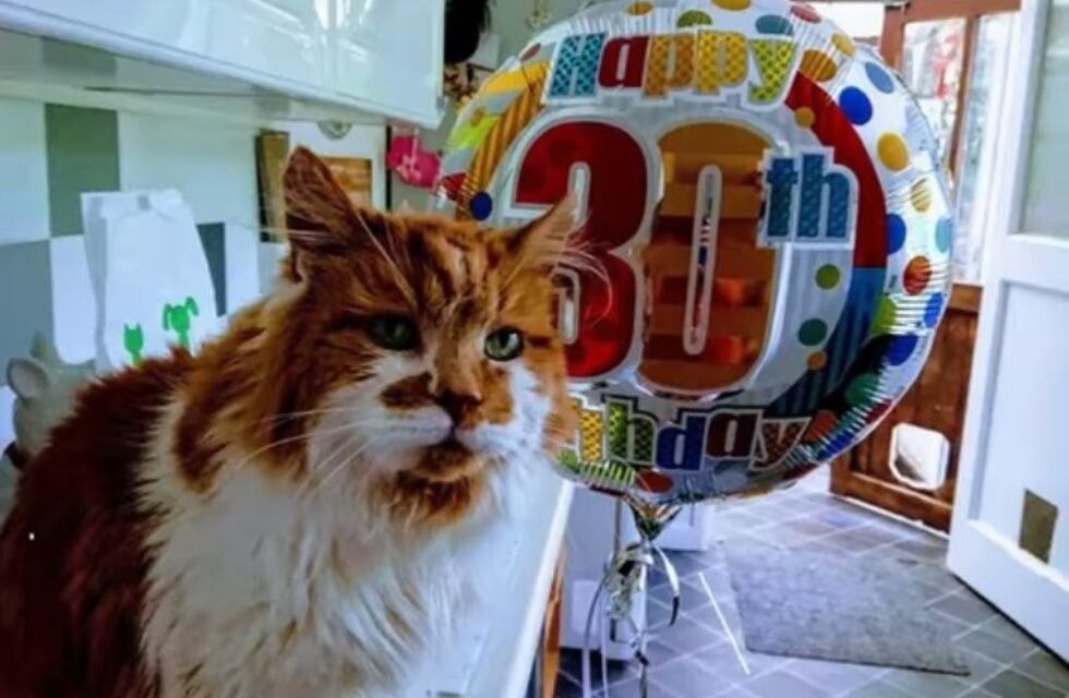 "Rubble": el gato vivo más longevo del mundo cumplió 32 años