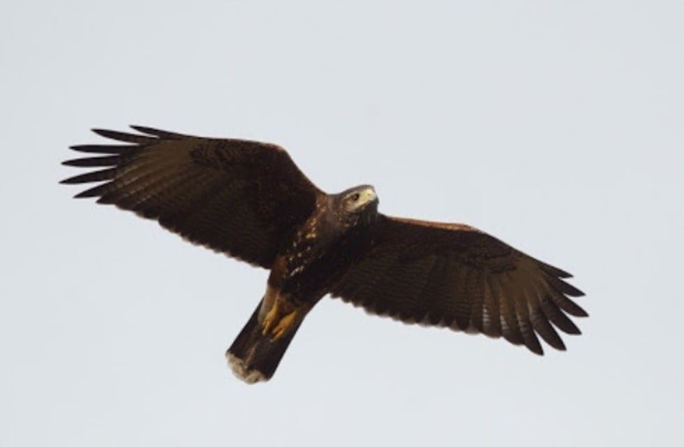 Cuarentena: halcón sobrevuela por el Gran Mendoza