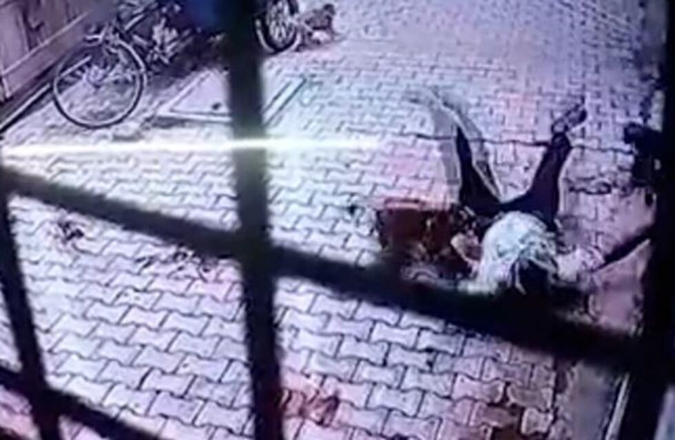 India: un hombre sufrió un brutal ataque de monos en plena calle