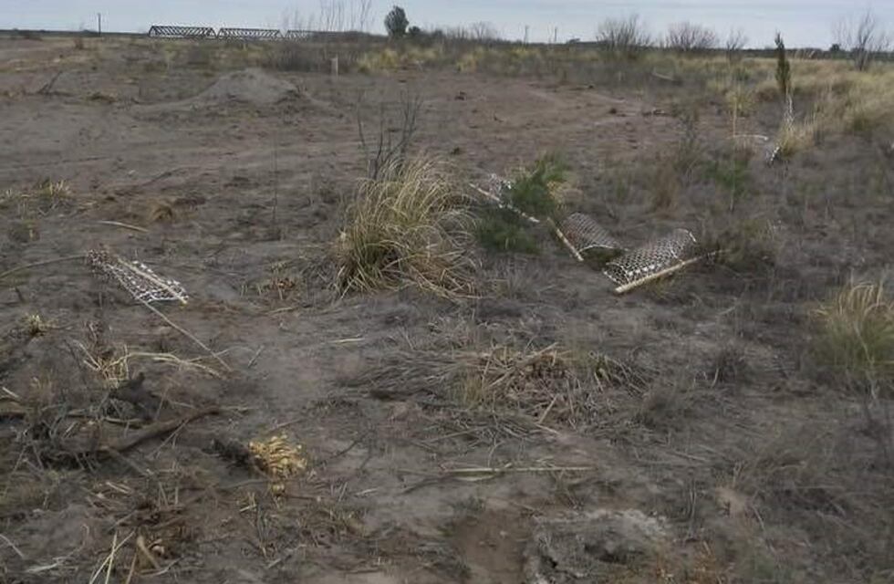 Destruyeron 200 árboles que plantaron alumnos para reforestar zonas incendiadas