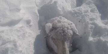 A pesar del frío y la nieve, un enfermero rescató a pie a 25 ovejas varadas por el temporal
