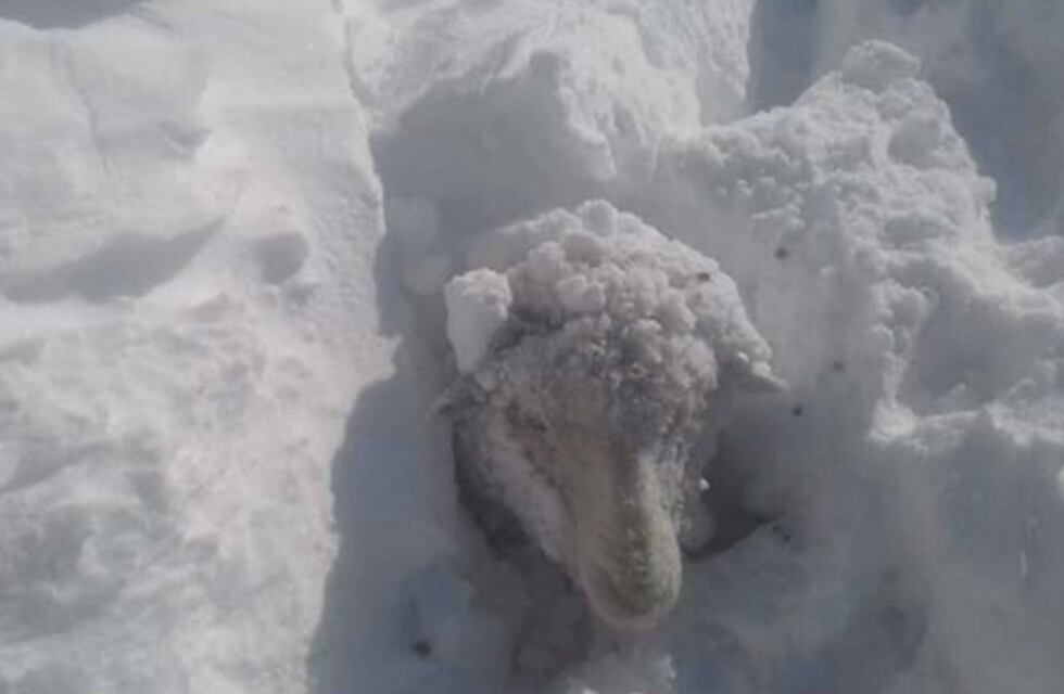 A pesar del frío y la nieve, un enfermero rescató a pie a 25 ovejas varadas por el temporal