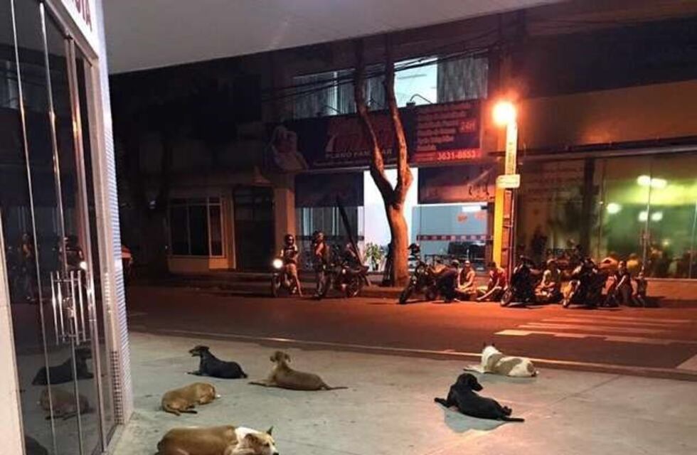Tuvo un derrame cerebral y sus perros lo esperaron en la puerta del hospital