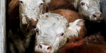 Hereford Argentino - AFP PHOTO DANIEL GARCIA