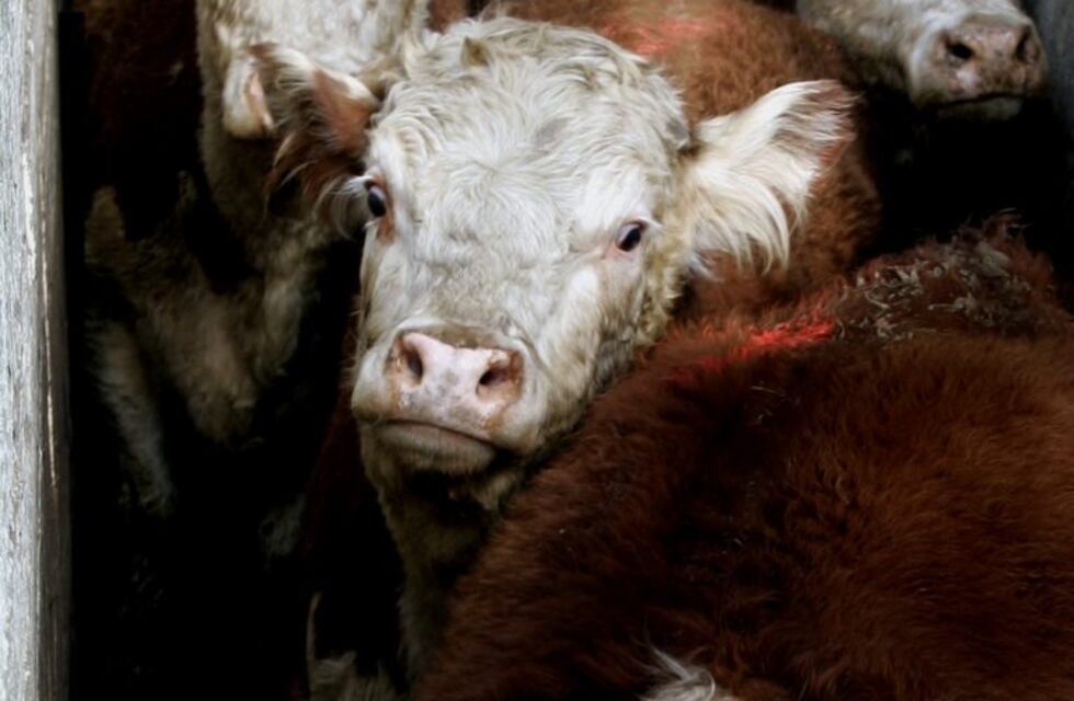 LOS OJOS EN HEREFORD