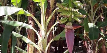 Esperan cosechar 60 mil toneladas de banana formoseña