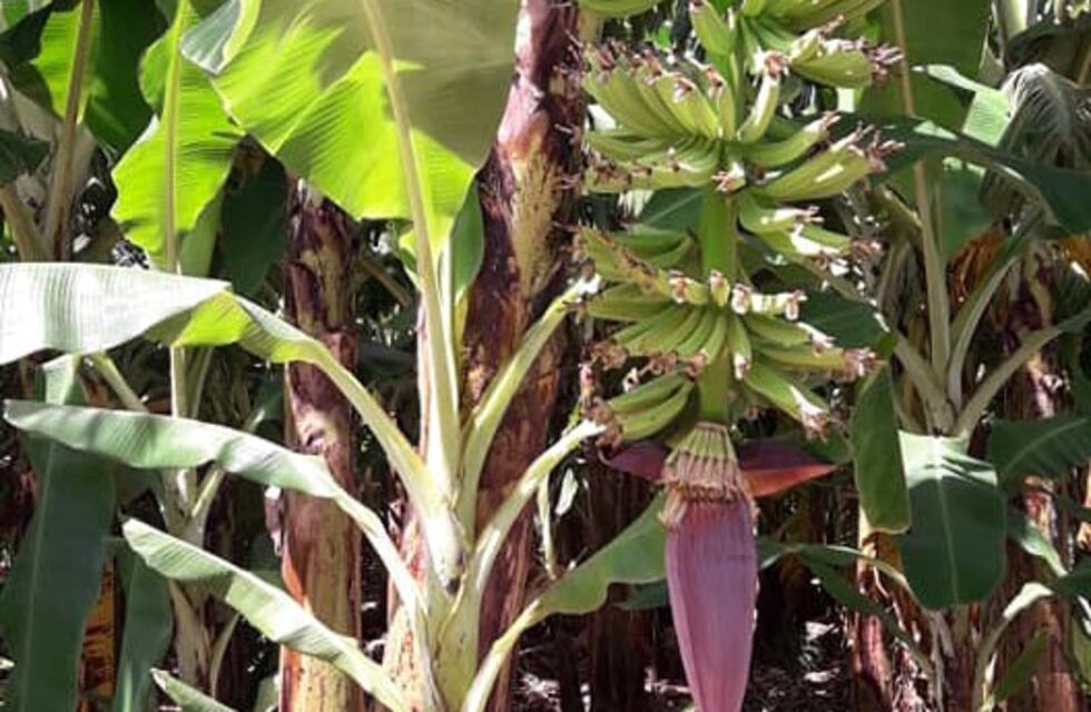 Laguna Naineck: estiman en 60 mil toneladas la producción de bananas formoseñas