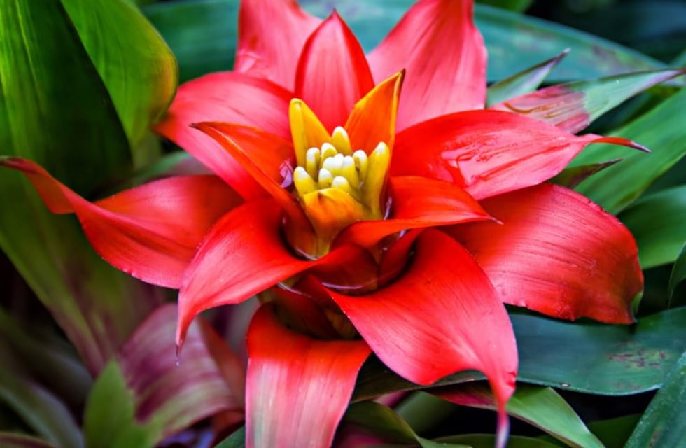 Ideas para decorar nuestro jardín y embellecer la mesa en Nochebuena