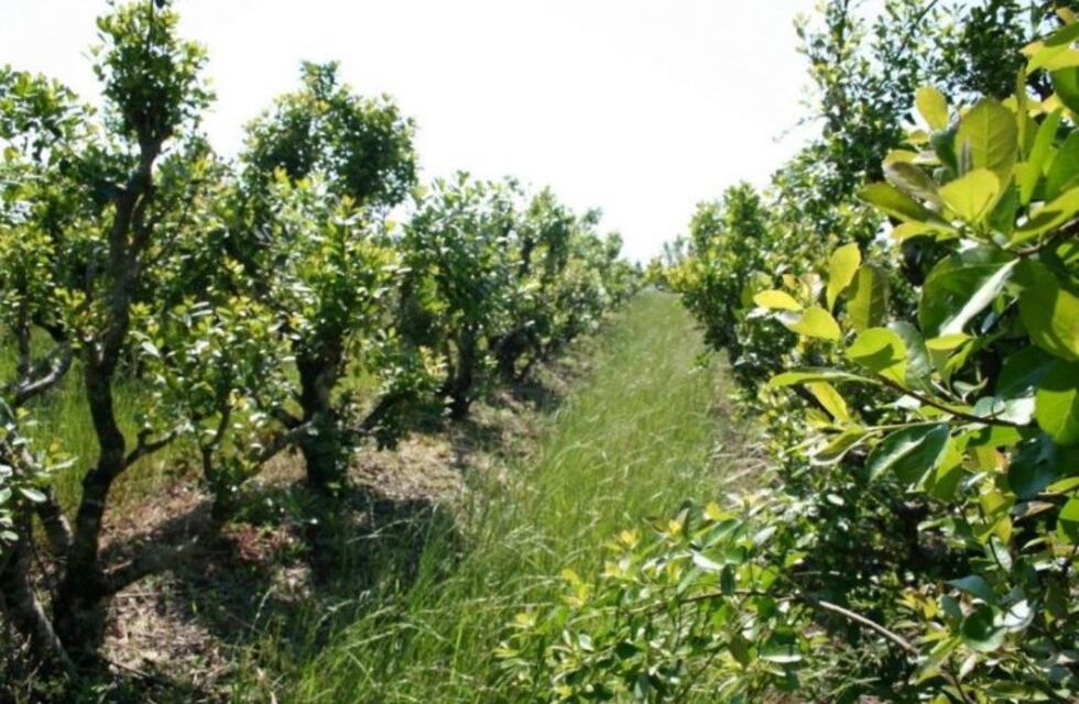 Wanda: colonos denunciaron que sufrieron el robo de plantines de yerba mate