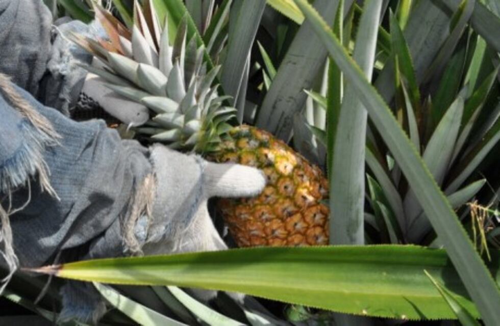 La comunidad de Colonia Aurora ultima detalles para la 16° Fiesta Provincial del Ananá