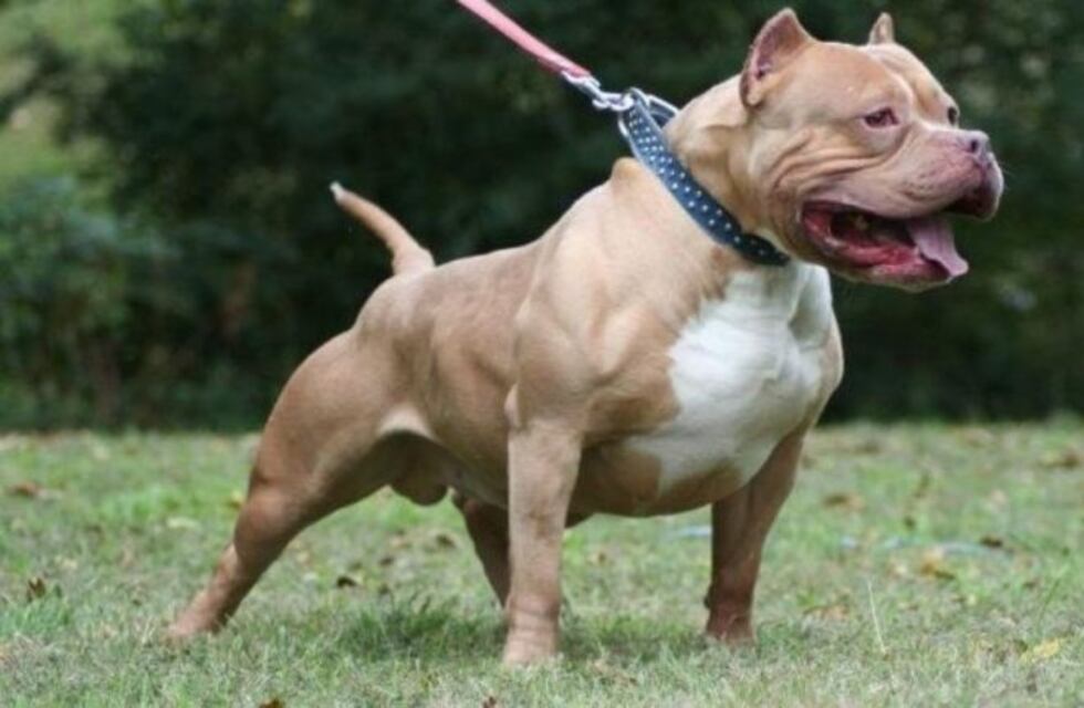 Un pitbull atacó a una nena de 7 años y la dejó en grave estado