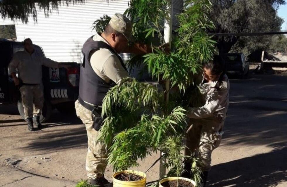 Le encuentran nueve plantas de marihuana y dijo que eran para "consumo personal"