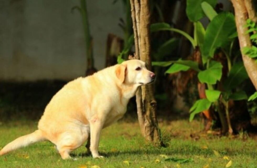 Una vecina amenazó de muerte a otra porque su perro defecaba en su jardín