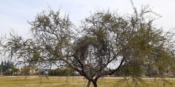 El Municipio de Arroyito llevó adelante acciones por la Semana del Árbol