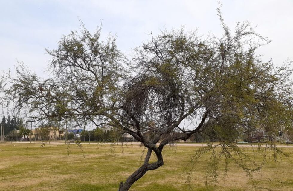 El Municipio de Arroyito llevó adelante acciones por la Semana del Árbol