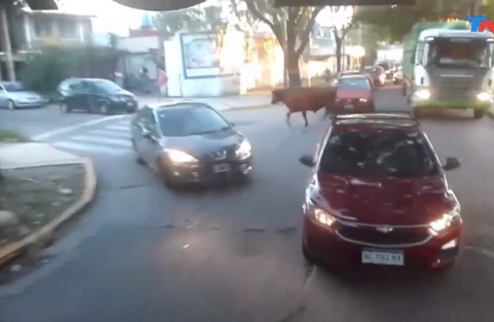 Dos vacas que iban al matadero se escaparon del camión y generaron un caos de tránsito