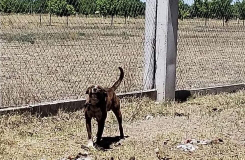 Un bebé está grave tras ser atacado por su propio perro