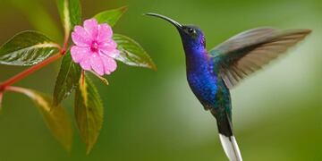 Consejos para embellecer el jardín en esta primavera