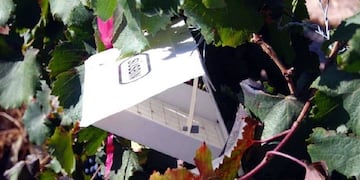 El registro es gratuito y forma parte del plan operativo de control para la siguiente campau00f1a agru00edcola a fin de proteger 160 mil hectu00e1reas de vid\u002E